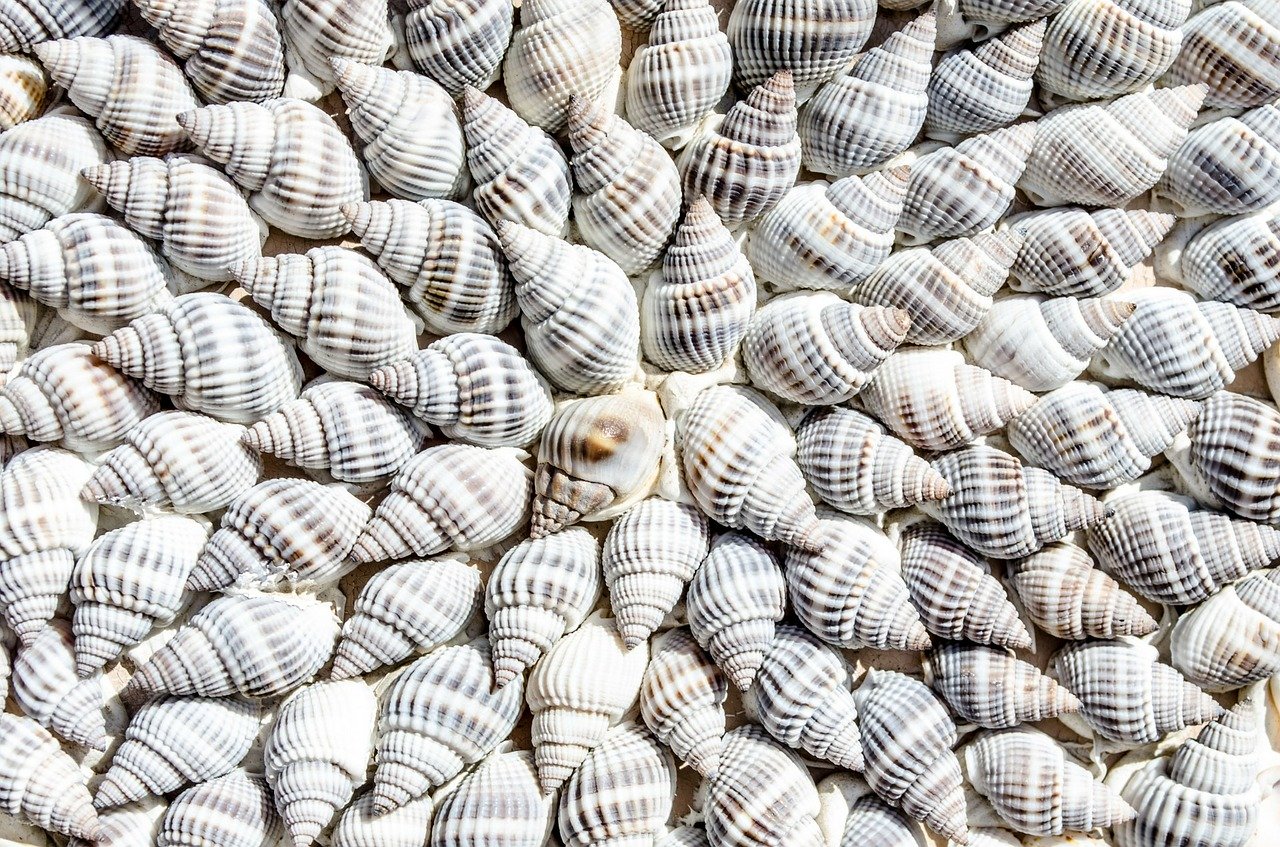 Shells